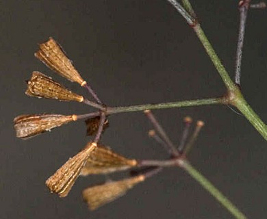 Boerhavia erecta