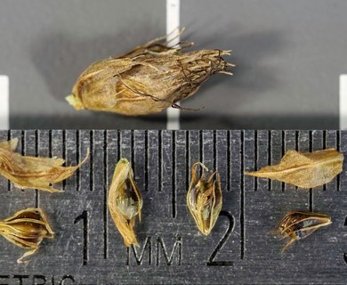 Bolboschoenus fluviatilis