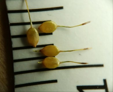 Carex hormathodes