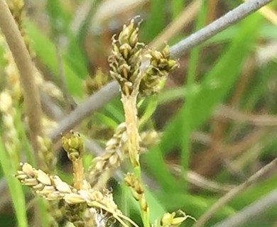 Carex krausei