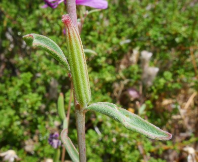 Clarkia xantiana