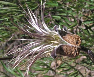 Clematis hirsutissima