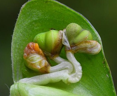 Commelina erecta