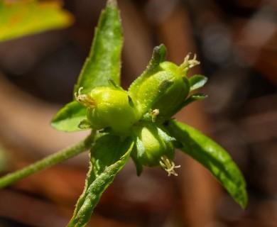 Croton glandulosus