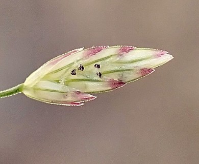 Eragrostis mexicana