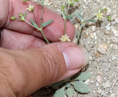 Eriogonum maculatum