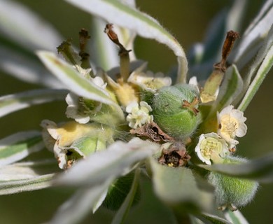 Euphorbia bicolor