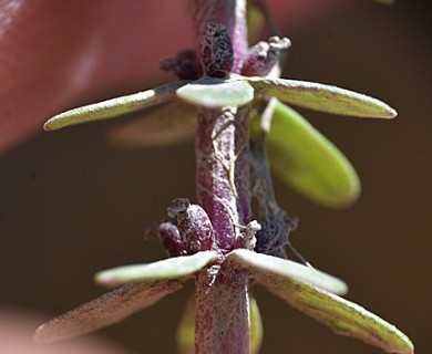 Hippuris tetraphylla
