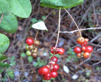 Lonicera ciliosa