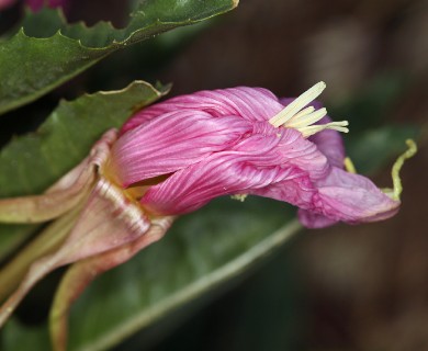 Oenothera cespitosa
