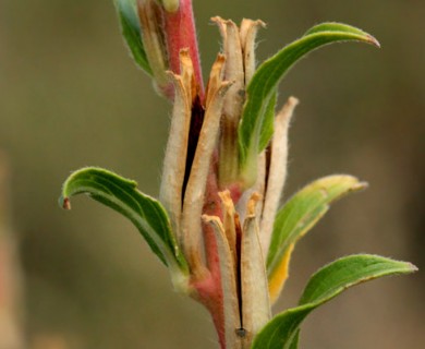 Oenothera elata