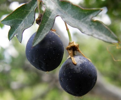 Passiflora tenuiloba