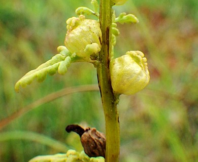Pedicularis parviflora