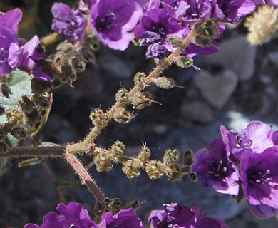 Phacelia calthifolia