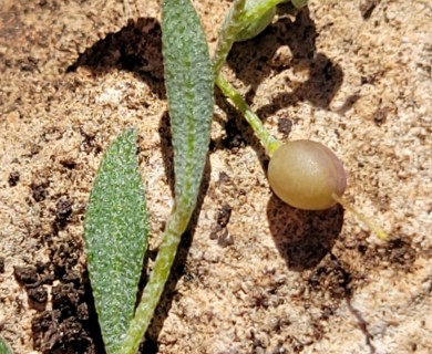 Physaria recurvata