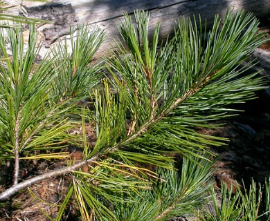 Pinus monticola