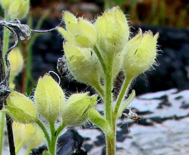 Polemonium pulcherrimum
