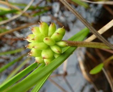 Ranunculus pallasii