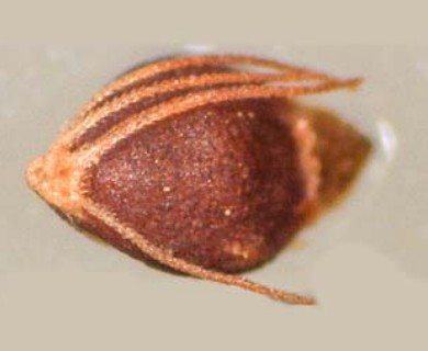 Rhynchospora fernaldii