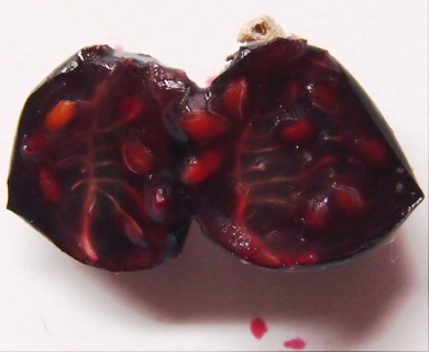 Ribes hudsonianum