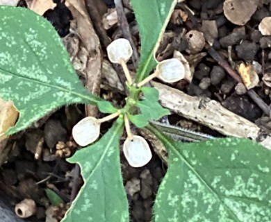 Scutellaria elliptica