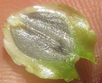 Silphium asteriscus
