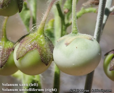 Solanum umbelliferum