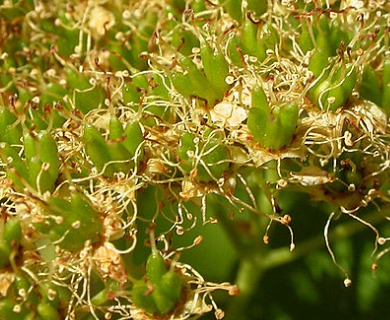 Spiraea betulifolia