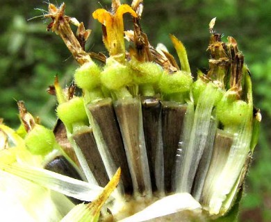 Tithonia rotundifolia