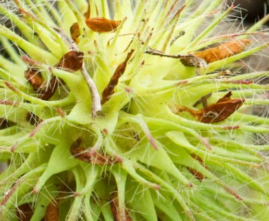 Trifolium lappaceum