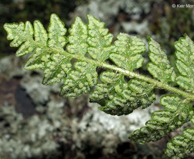 Woodsia ilvensis