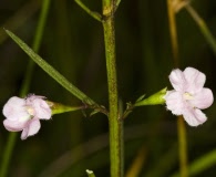 Agalinis viridis