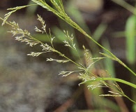 Agrostis oregonensis