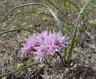 Allium aaseae