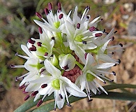 Allium macrum