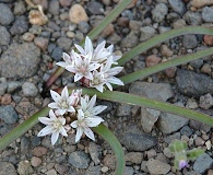 Allium tribracteatum