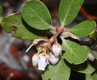 Arctostaphylos nevadensis