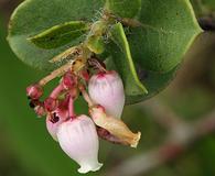 Arctostaphylos purissima