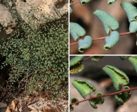 Argyrochosma microphylla