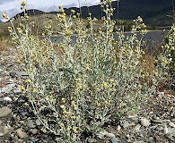 Artemisia alaskana