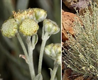 Artemisia albicans