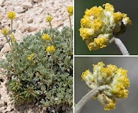 Artemisia capitata