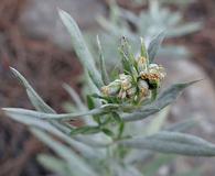 Artemisia longifolia