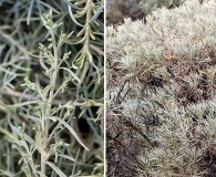 Artemisia nesiotica