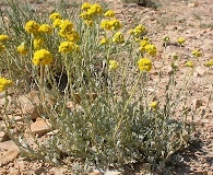 Artemisia nuttallii
