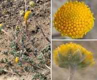 Artemisia potentilloides