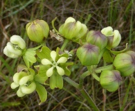 Asclepias connivens