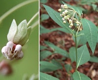 Asclepias exaltata