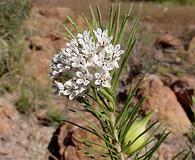 Asclepias linaria