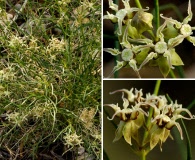 Asclepias macrotis